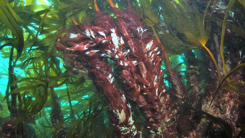 Seaweed under water