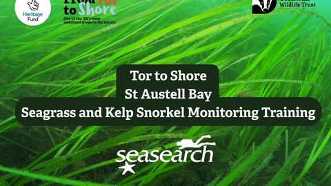 An image of seagrass taken underwater with logos for Cornwall Wildlife Trust, Seasearch and National Lottery Heritage Fund with text reading Tor to Shore St Austell Bay Seagrass and Kelp Snorkel Monitoring Training