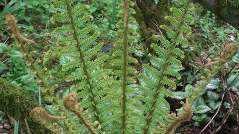 Scaly male fern