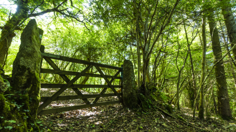 A gate in woodland - the gate is wooden with stone pillars at each end. The image is  lush green colour as the sun comes into the woodland through the trees. 