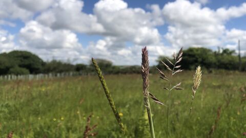 A close up of four species of grass with a large open field in the background