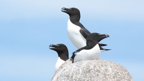 Three razorbills perched on a rock