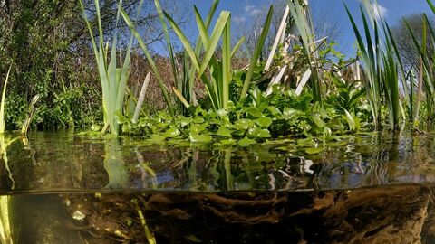 Half-submerged view of reeds and plants above and below the surface of a clear pond.
