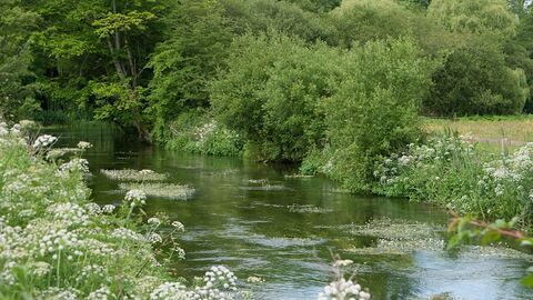 River flowing through lush green trees and wildflowers along the bank.