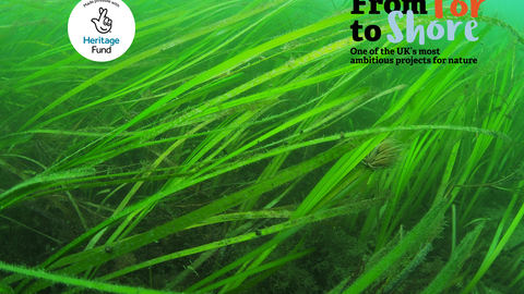 An image of a seagrass meadow underwater with Tor to Shore and National Lottery Heritage Fund logos