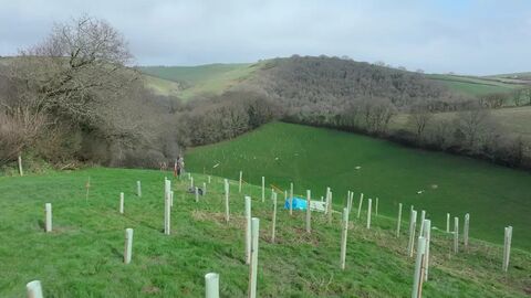 A hillside landscape with rows of newly planted saplings in protective tubes overlooking a green valley and wooded hills under a cloudy sky.