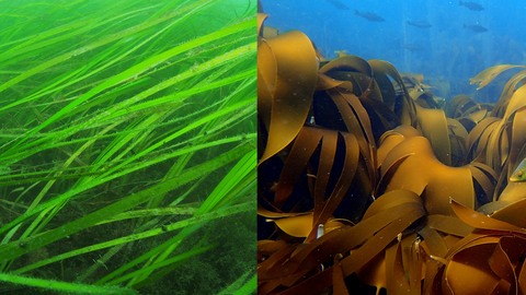 seagrass and kelp underwater