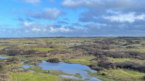 Expansive coastal grassland with winding water-filled slacks under a bright blue sky dotted with soft clouds