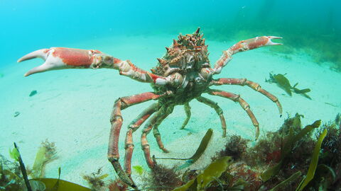Spider crab extending claws underwater