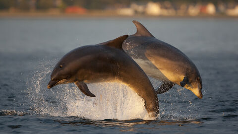 Bottlenose dolphins