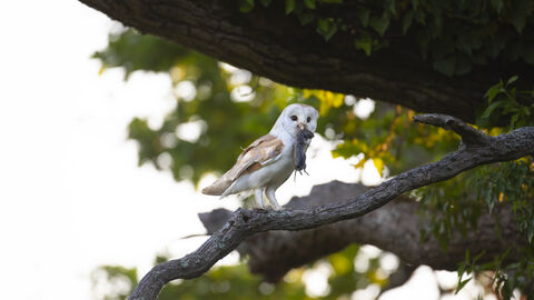 Barn owl on tree branch with prey in its beak