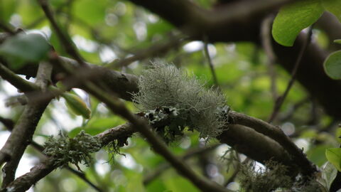 Lichen on a tree branch