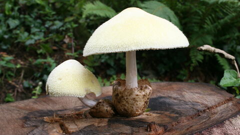 White mushroom/fungi, Silky Rosegill (Volvariella bombycina), on a tree stump