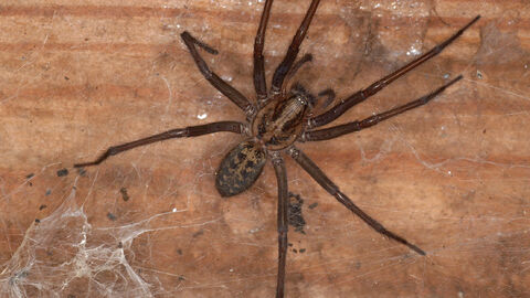 Giant House Spider