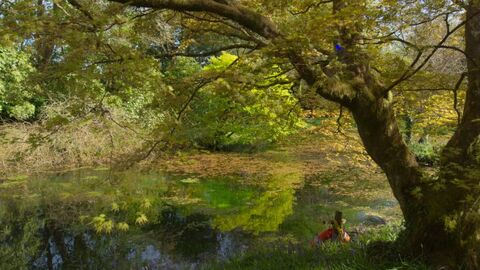 Autumnal trees near water