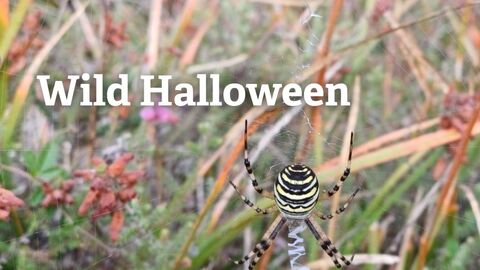 A close up of a wasp spider with text reading Wild Halloween