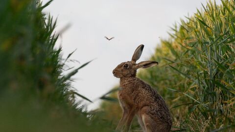 A hare in focus between long grass, a butterfly above its head
