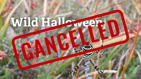 Red text reads "cancelled" over an image of a wasp spider with text reading Wild Halloween. 