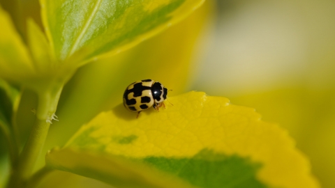 Ladybird