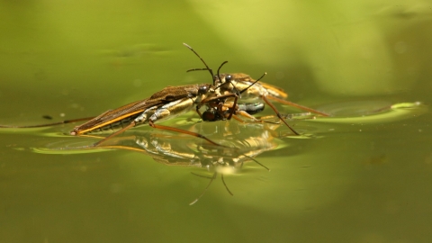 Pond Skaters