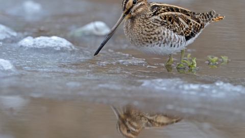 Common Snipe