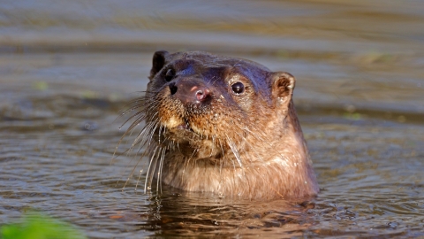 Otter