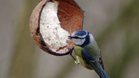 Bird Feeder