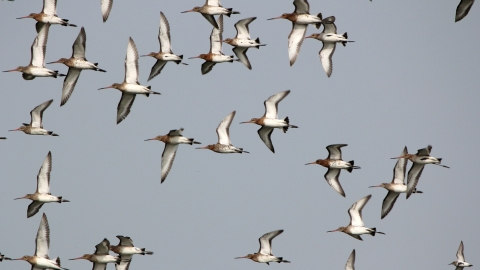 Black Tailed Godwits