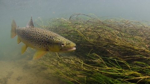 Brown Trout