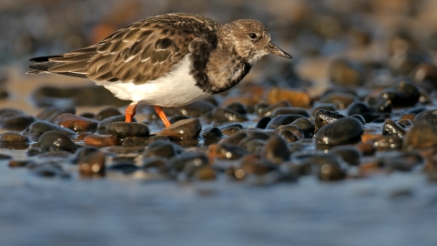 Shingle