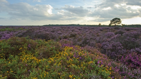 Heathland