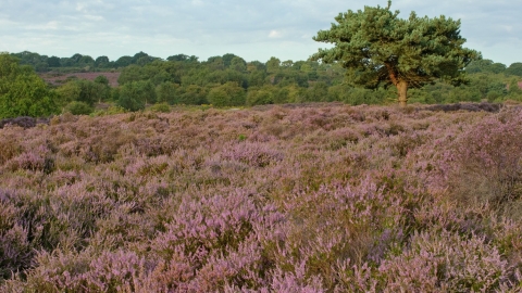 Heathland