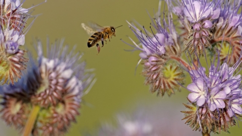 Honey bee - Chris Gomersall/ 2020VISION