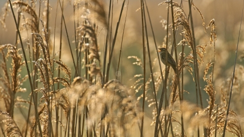 Sedge Warbler