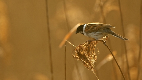 Reed Bunting