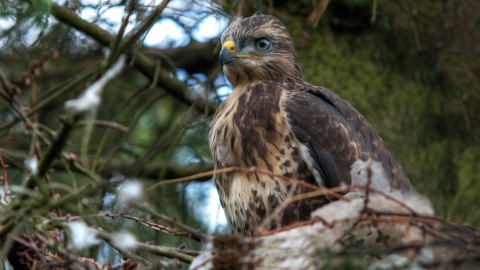 Buzzard Chick