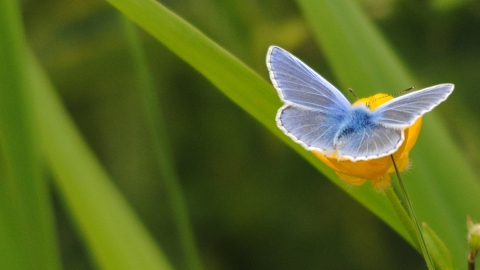 Common blue butterfly