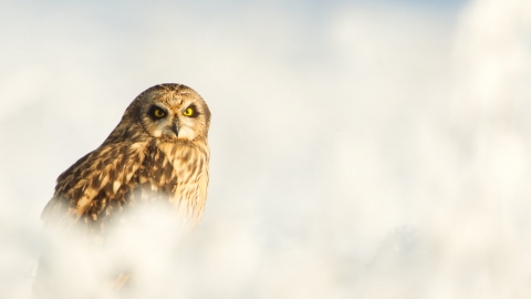 Short Eared Owl
