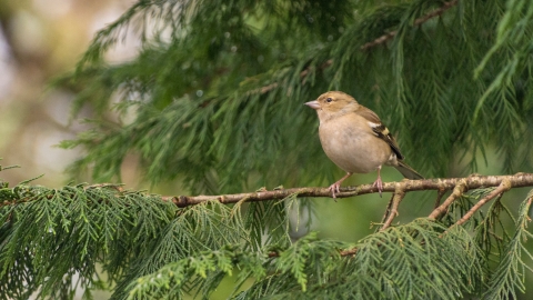 Female Chaffinch