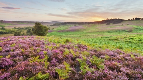 Heathland