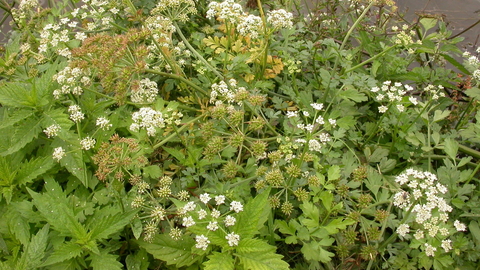 Hemlock