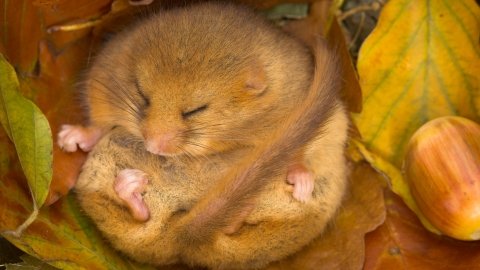 Dormouse