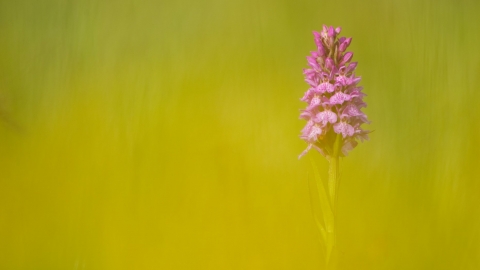 Spotted Orchid