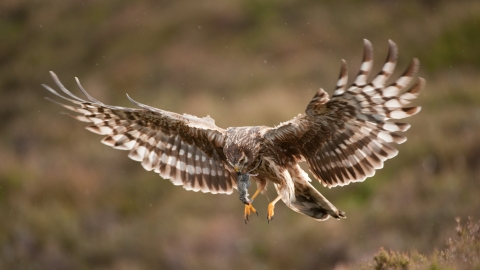 Hen Harrier
