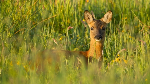 Roe deer