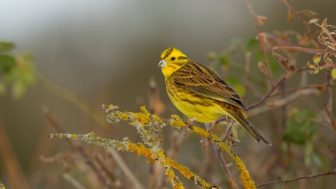 Yellowhammer