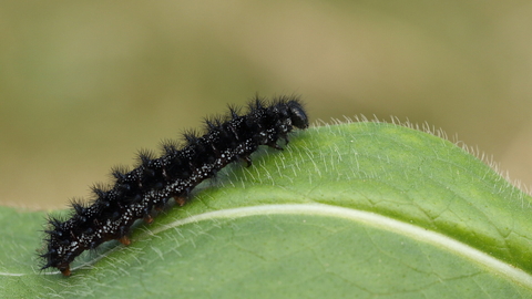 Marsh fritillary caterpillar