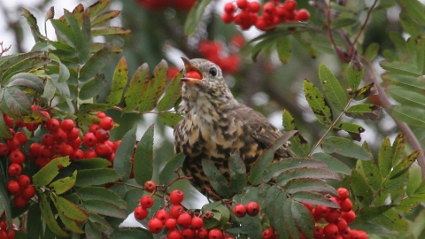 Mistle Thrush