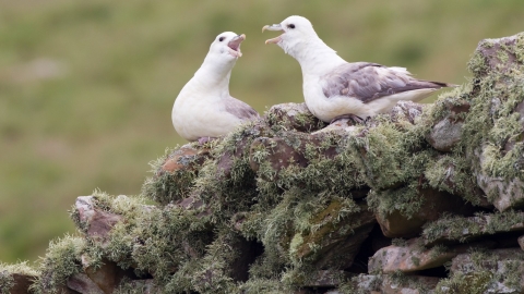 Fulmar