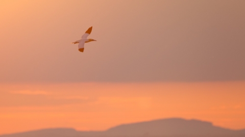 Gannet